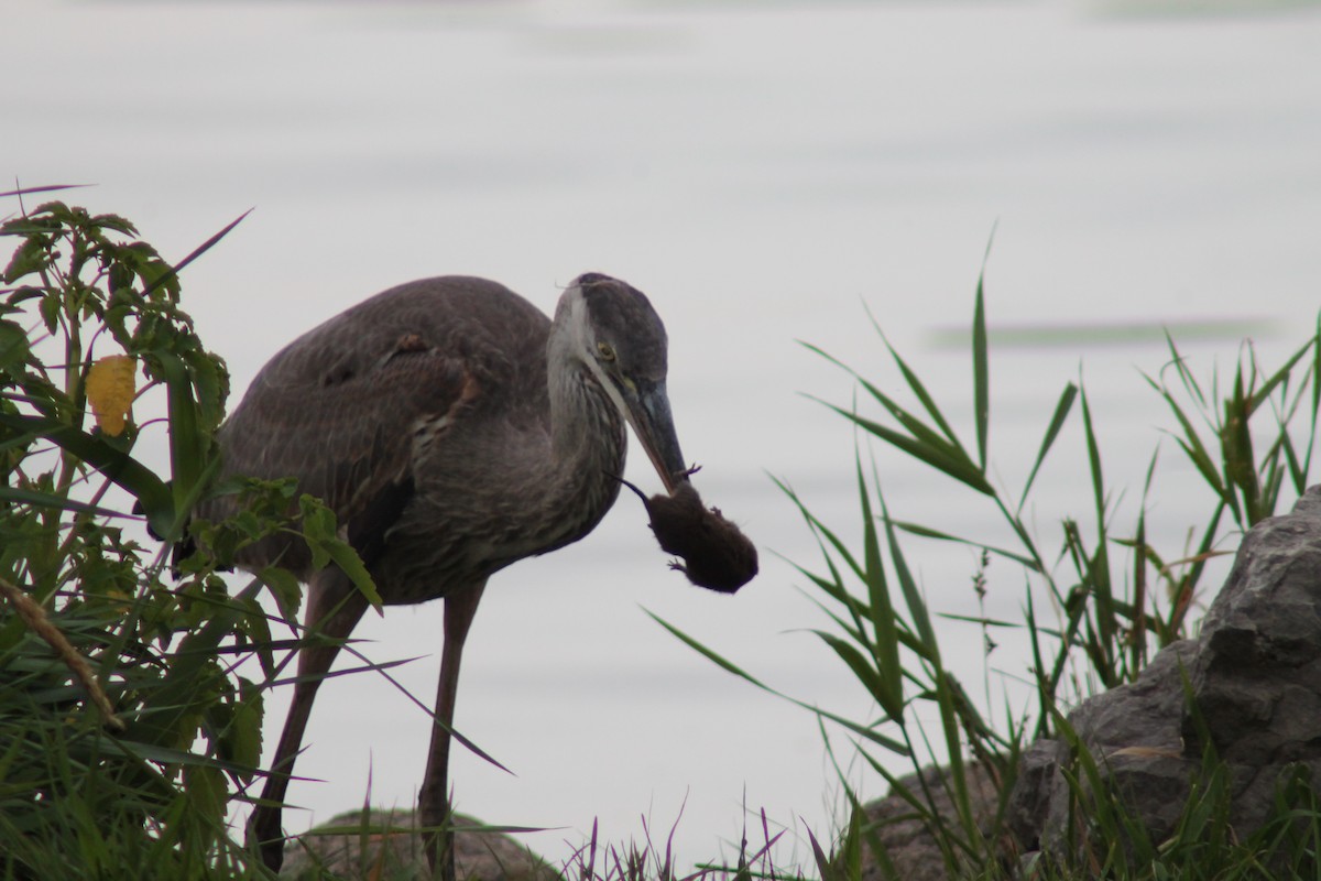 Great Blue Heron - ML33975121