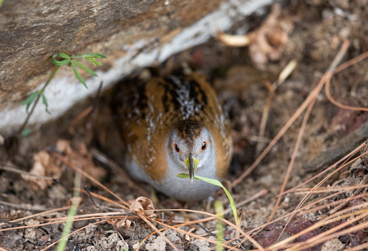 Baillon's Crake - ML339754971