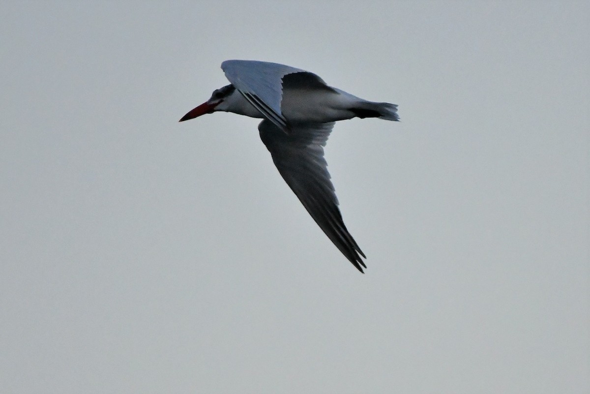 Caspian Tern - Sam Adams