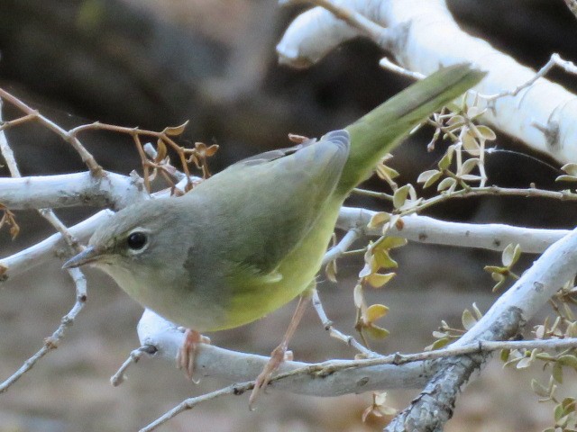 MacGillivray's Warbler - ML33975911