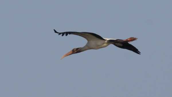 Wood Stork - ML33975921