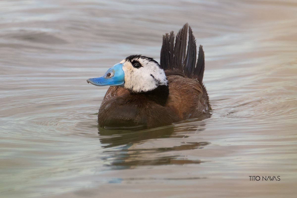 White-headed Duck - J. Jesús Navas