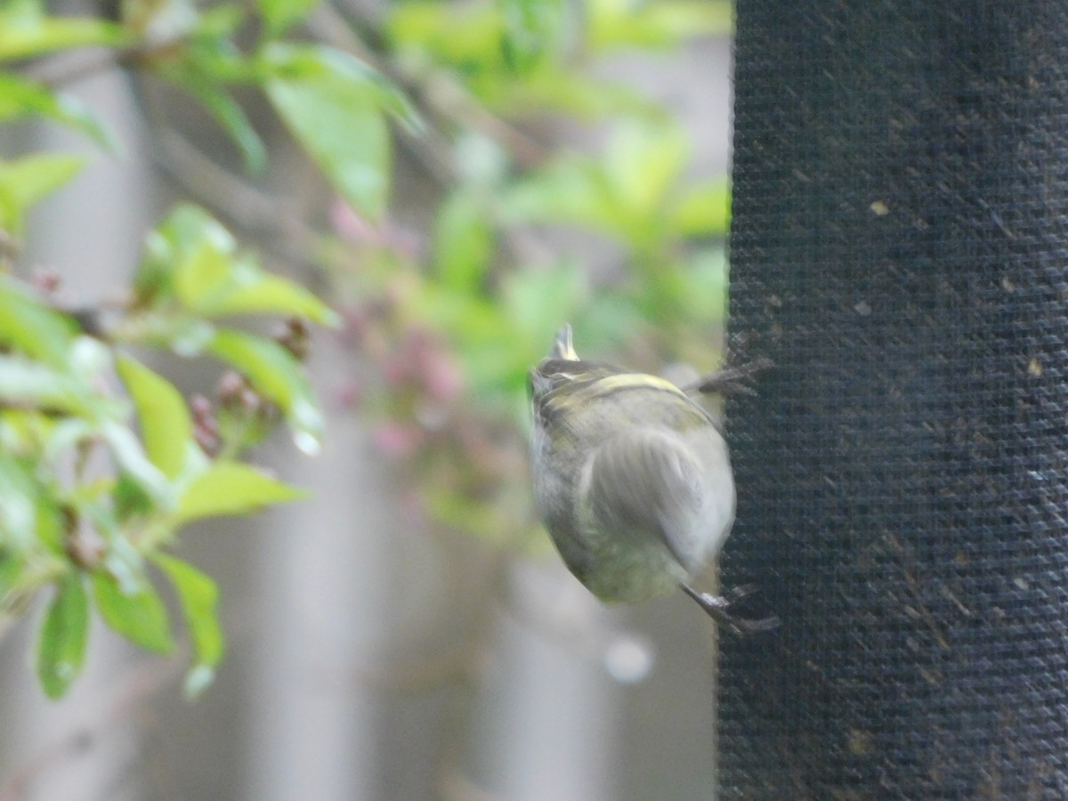 Pine Siskin (green morph) - ML339759761