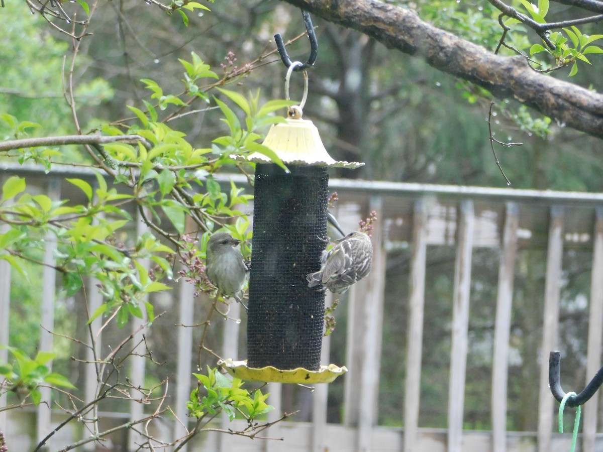 Pine Siskin (green morph) - Elizabeth Frascatore