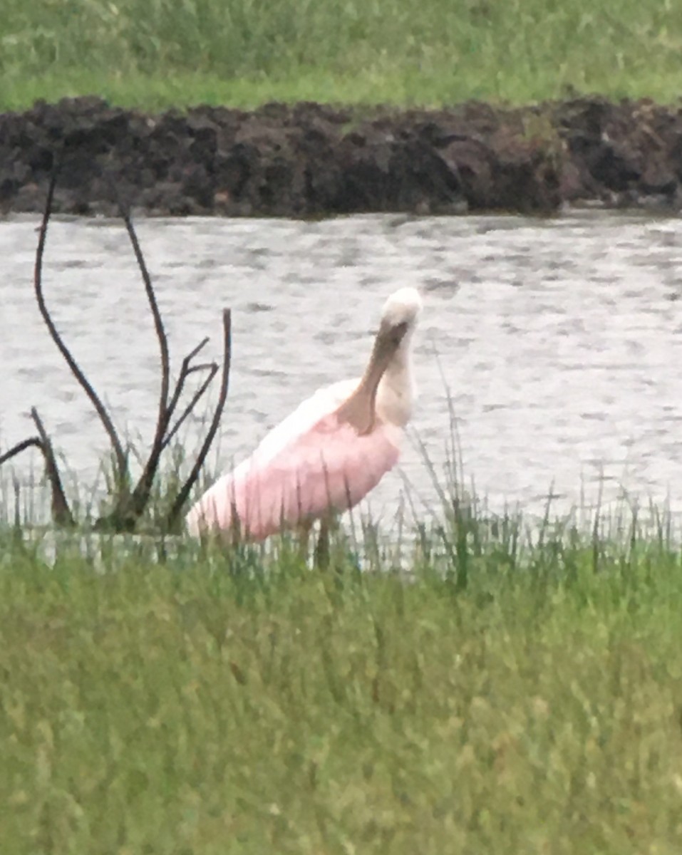 Roseate Spoonbill - ML339761611