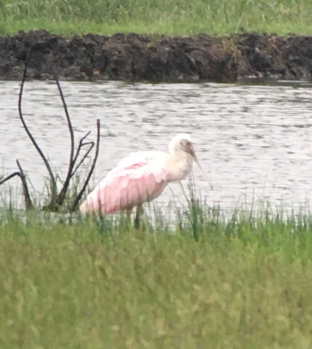 Roseate Spoonbill - ML339761621