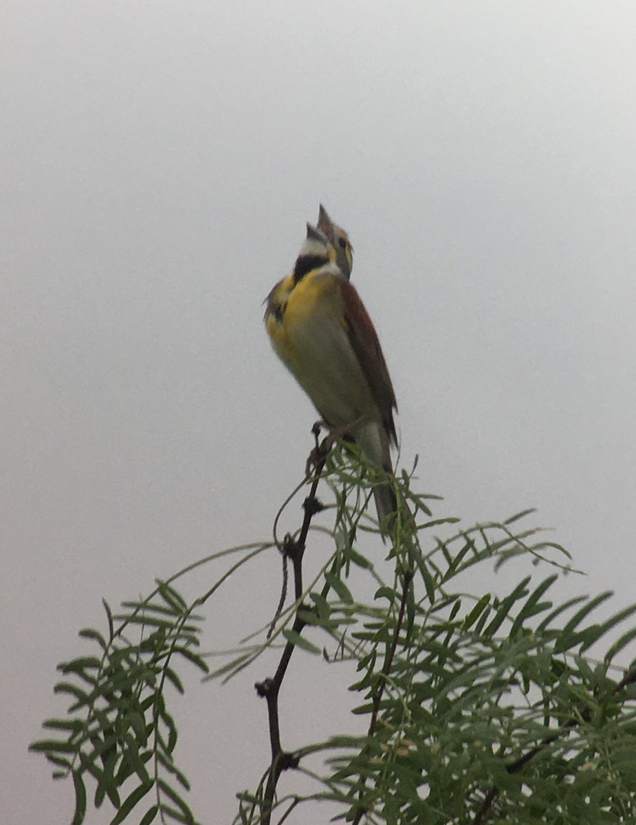 Dickcissel - ML339761711