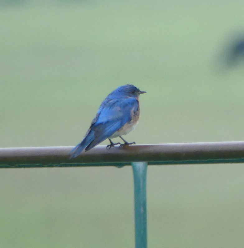 Eastern Bluebird - Shelia Hargis