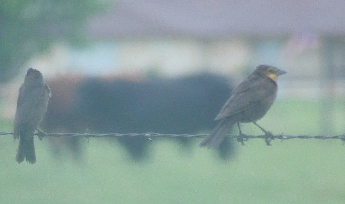 Yellow-headed Blackbird - ML339762101