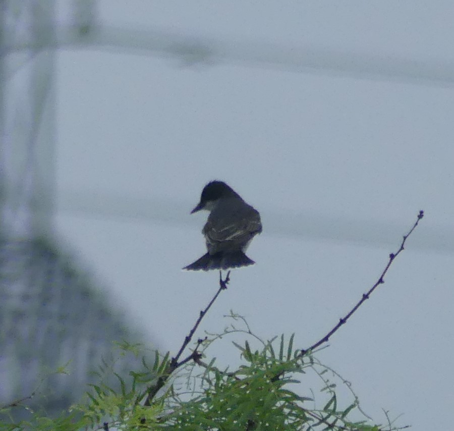 Eastern Kingbird - ML339762311