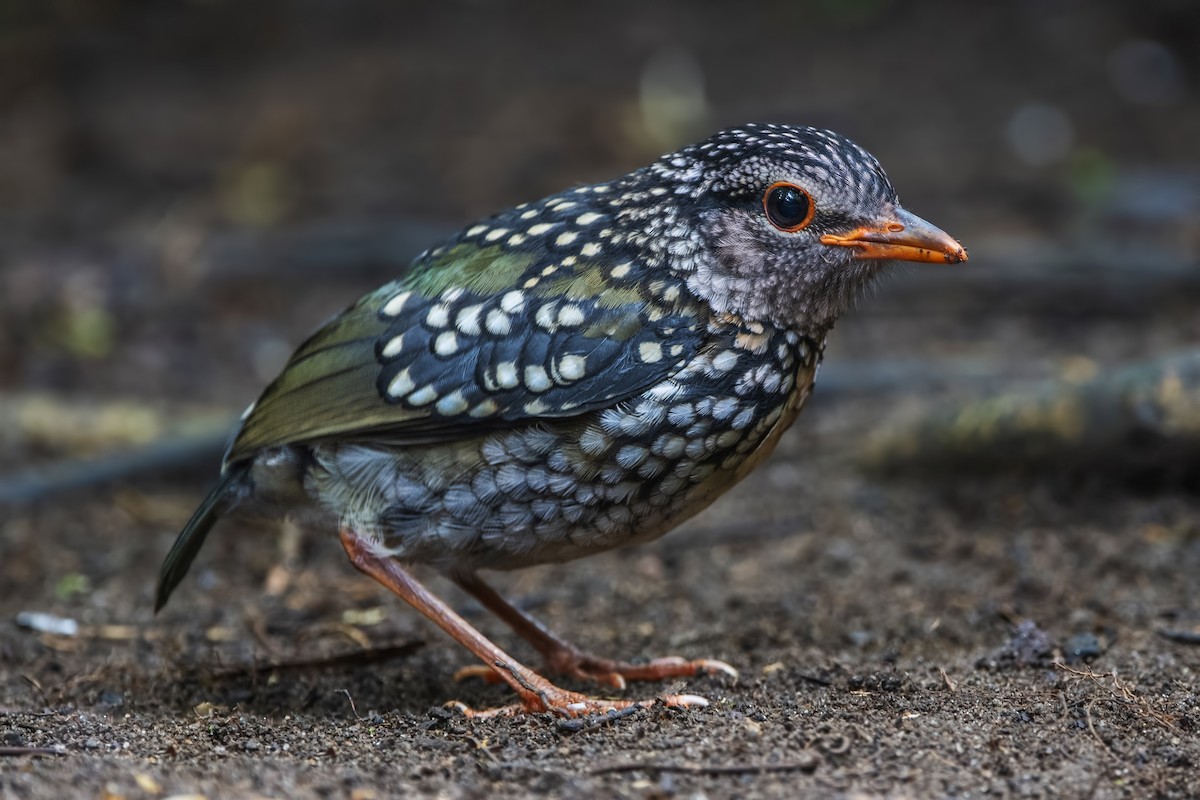 Rusty-naped Pitta - Ngoc Sam Thuong Dang