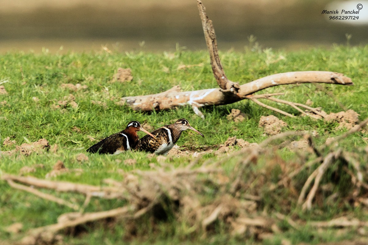 Greater Painted-Snipe - Manish Panchal