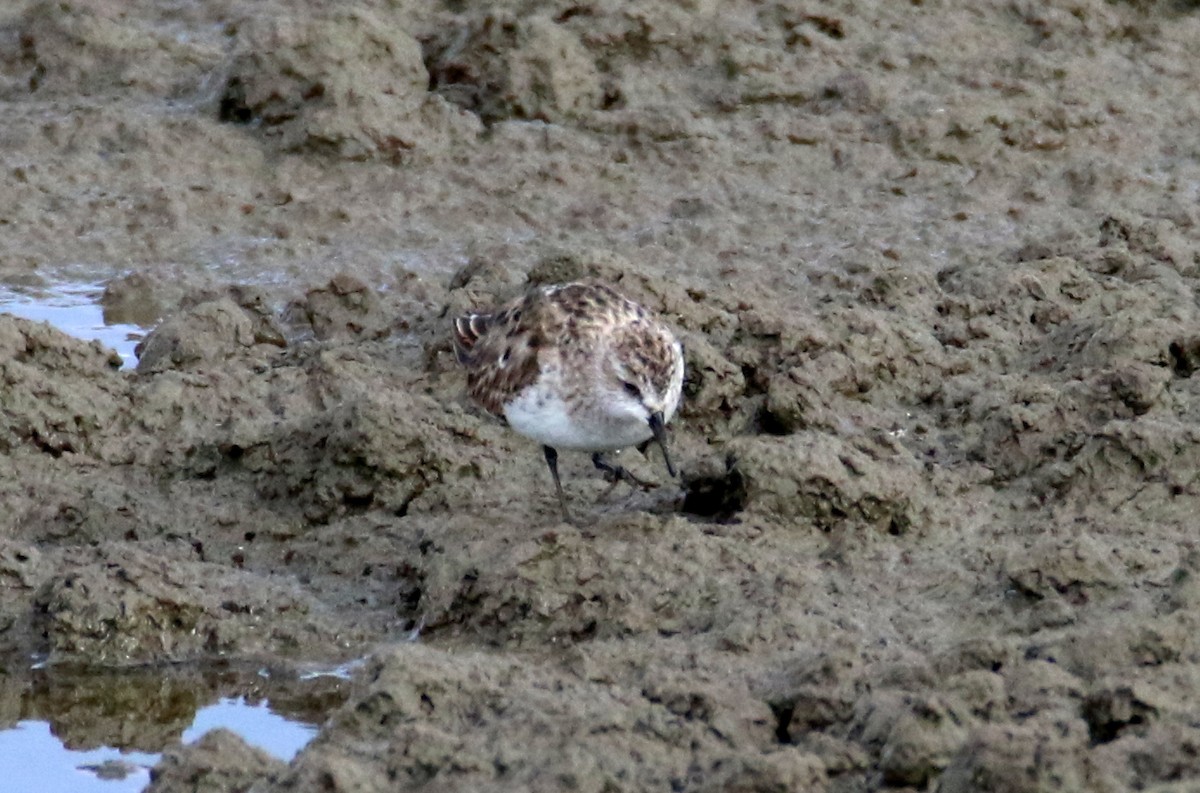 Little Stint - Paweł Malczyk