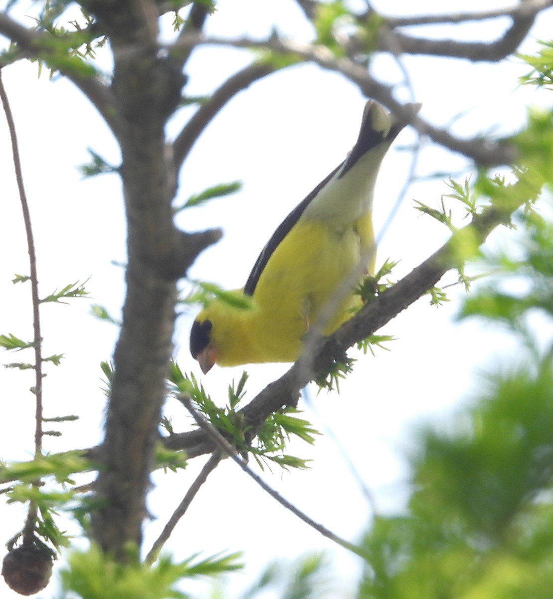 American Goldfinch - Norman Pillsbury