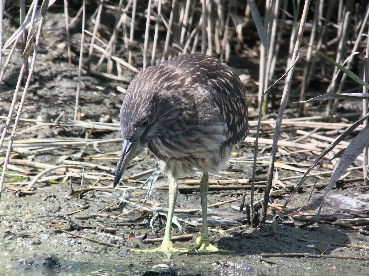 Black-crowned Night Heron - ML339765441