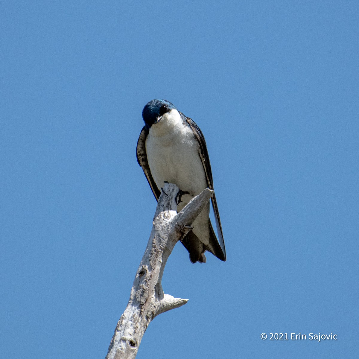 Tree Swallow - ML339765721