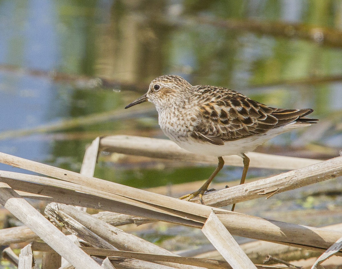 Least Sandpiper - ML339765921