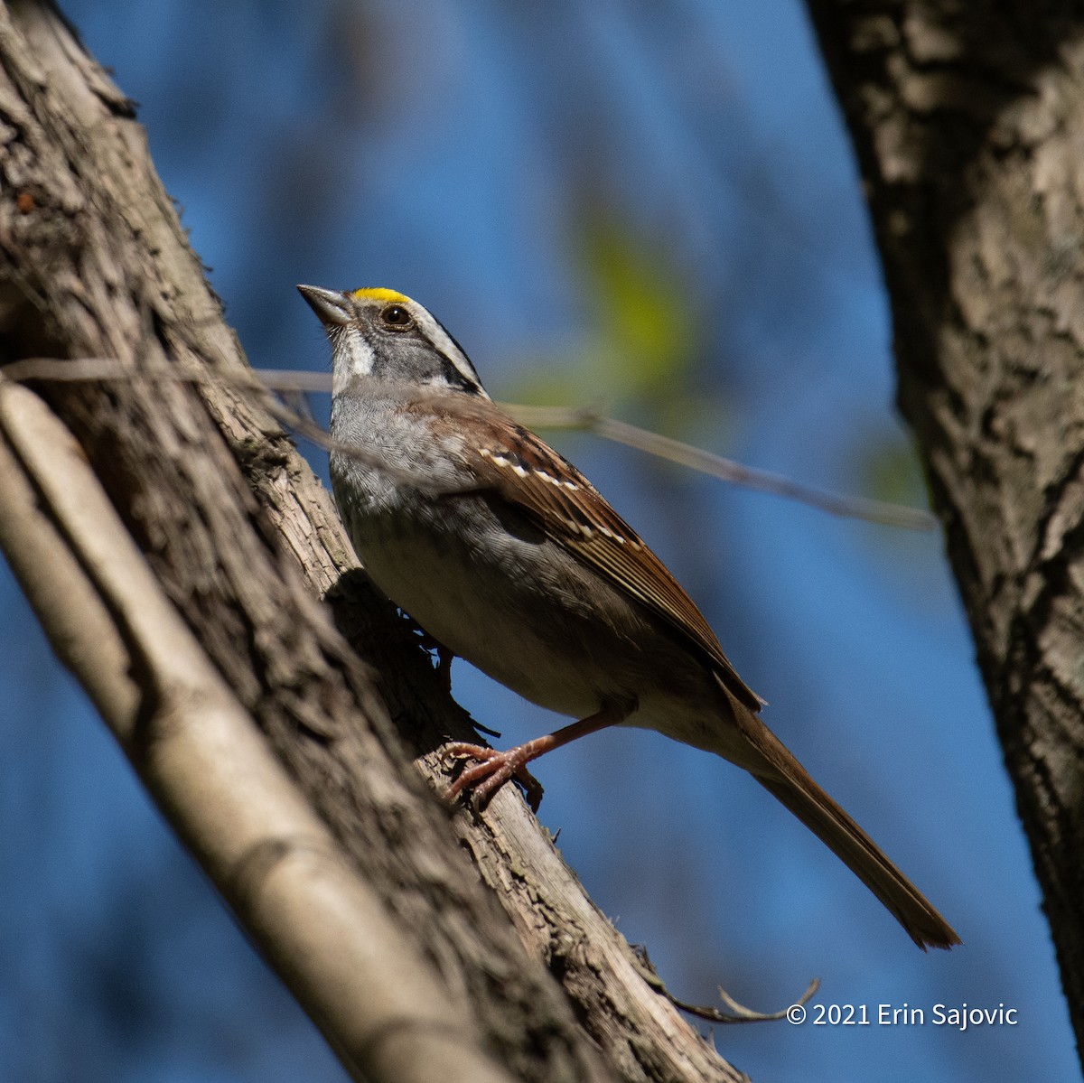 White-throated Sparrow - Erin Hanley