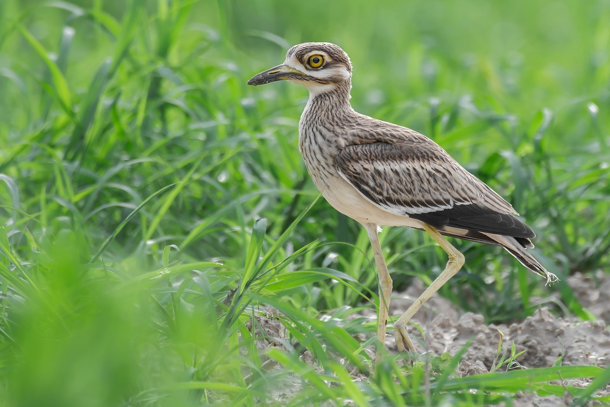 Indian Thick-knee - Natthaphat Chotjuckdikul