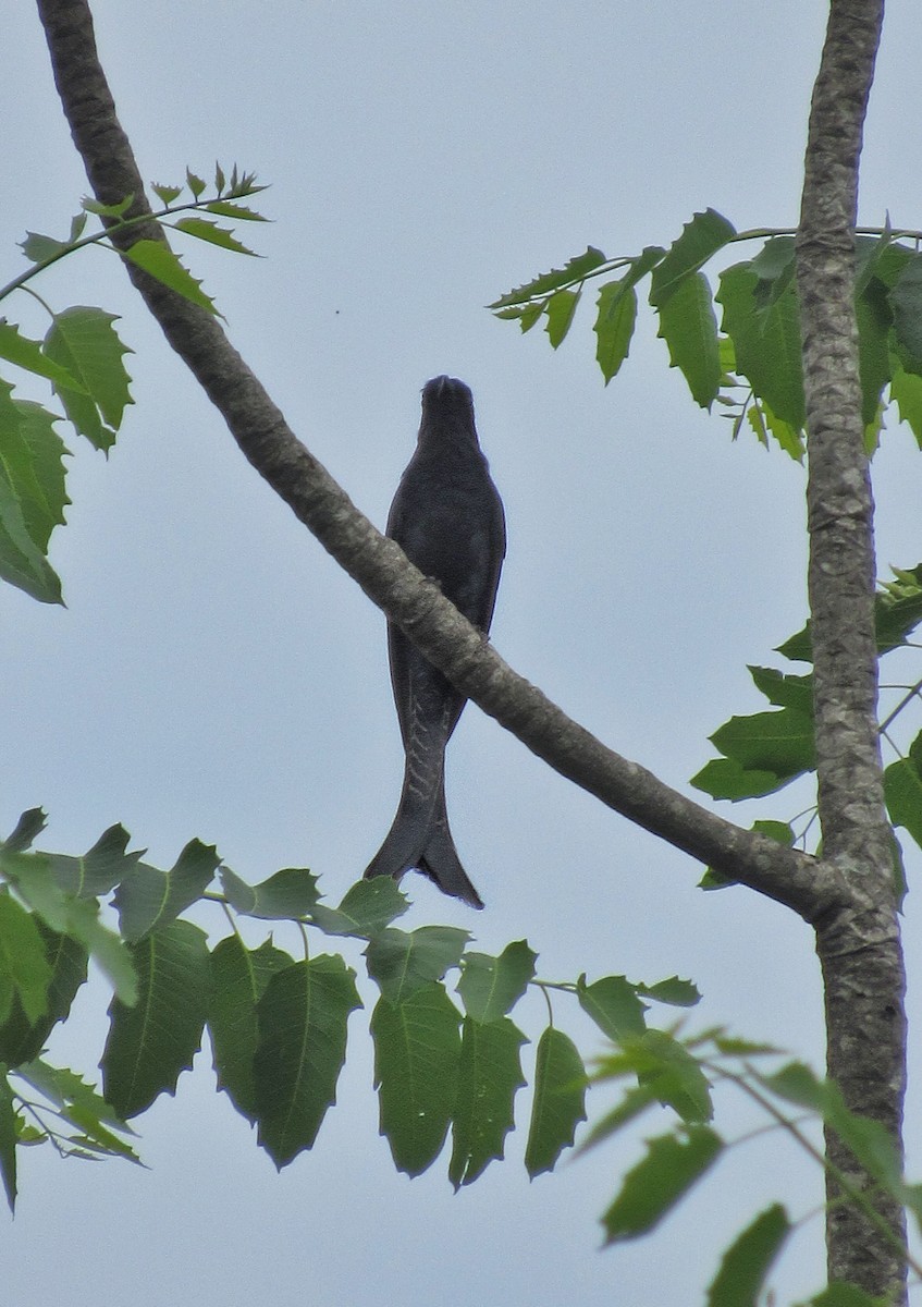 Fork-tailed Drongo-Cuckoo - ML339768801