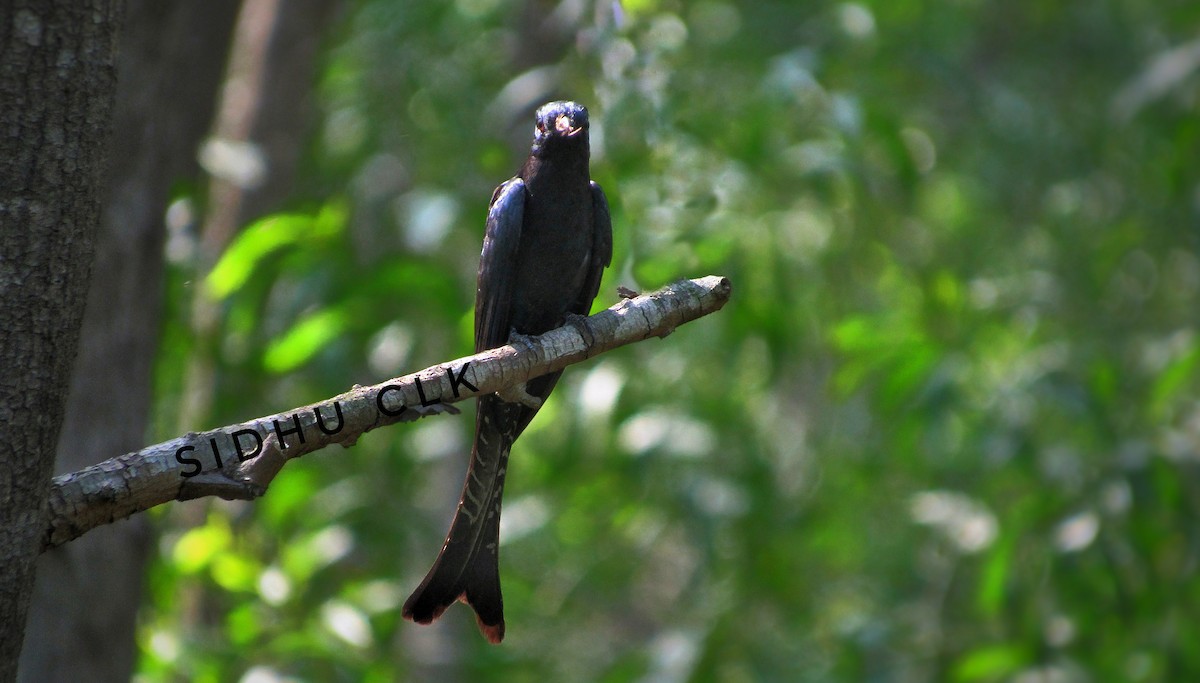 Fork-tailed Drongo-Cuckoo - ML339768831