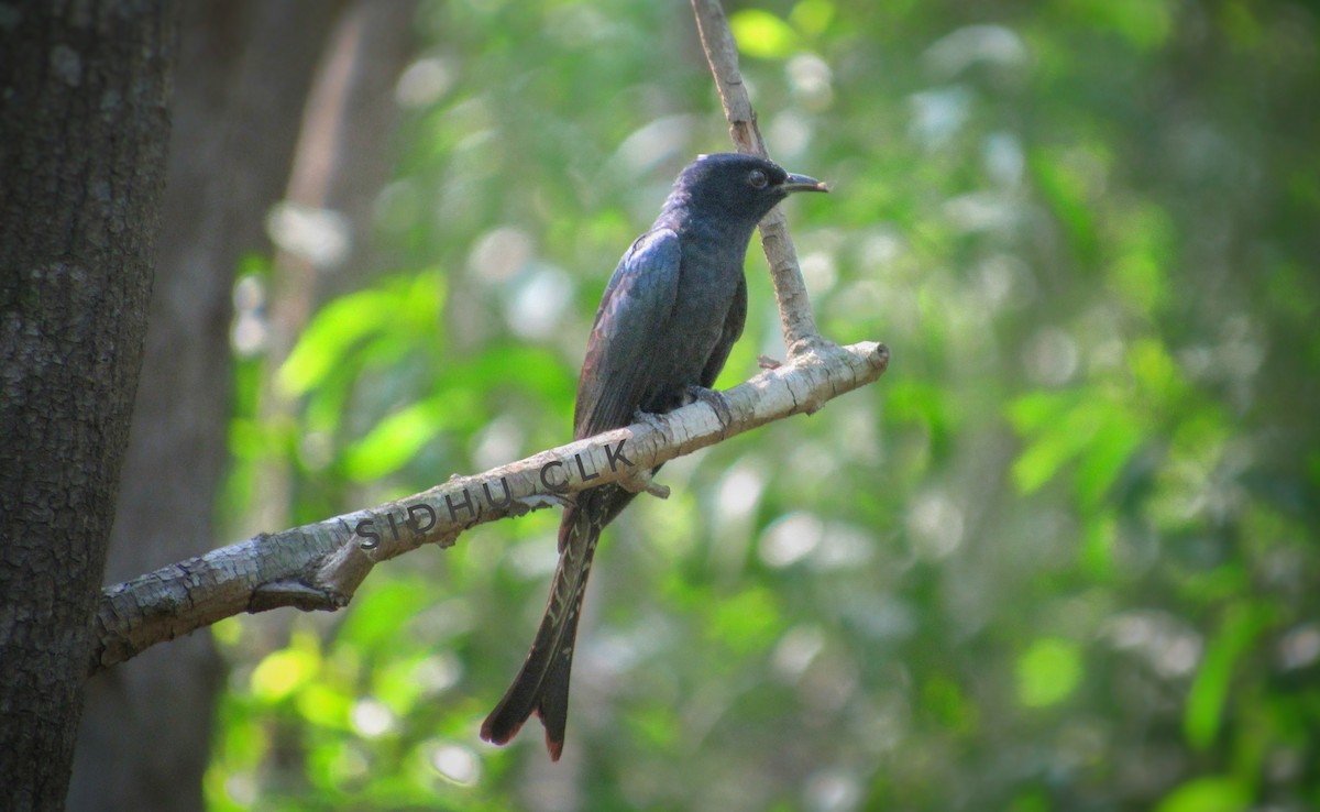 Fork-tailed Drongo-Cuckoo - ML339768911