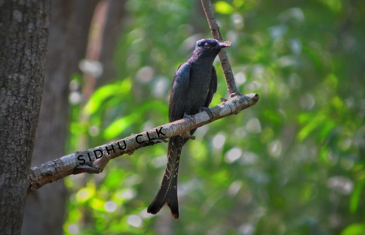 Fork-tailed Drongo-Cuckoo - ML339768931
