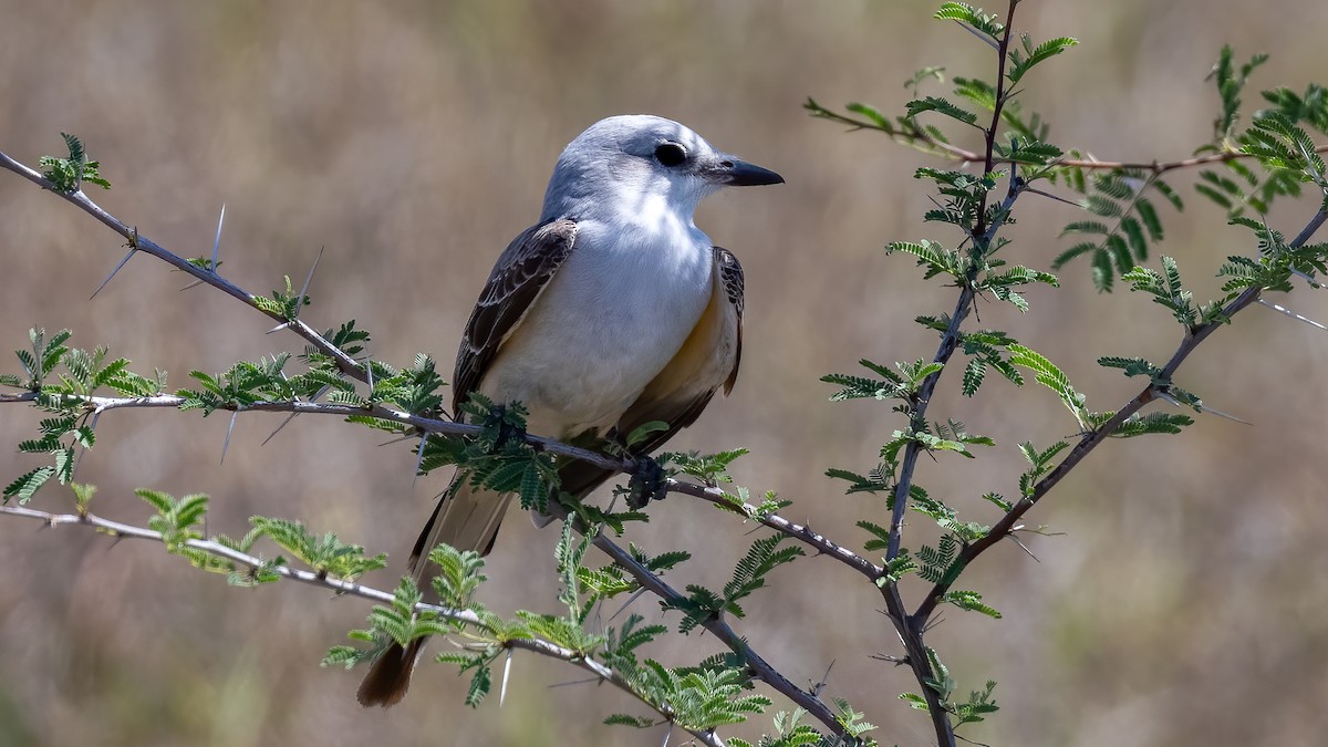 Scissor-tailed Flycatcher - Jim Gain