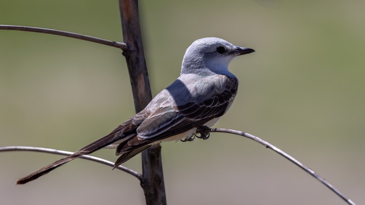 Scissor-tailed Flycatcher - Jim Gain