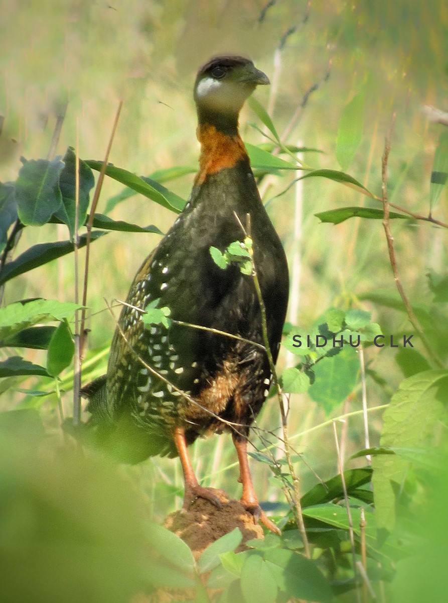 Black Francolin - ML339769711