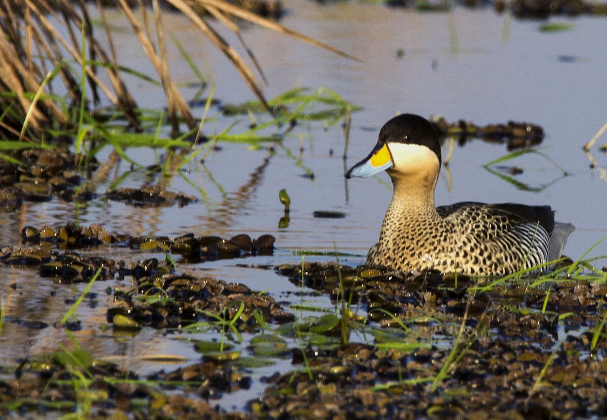 Silver Teal - ML33976981