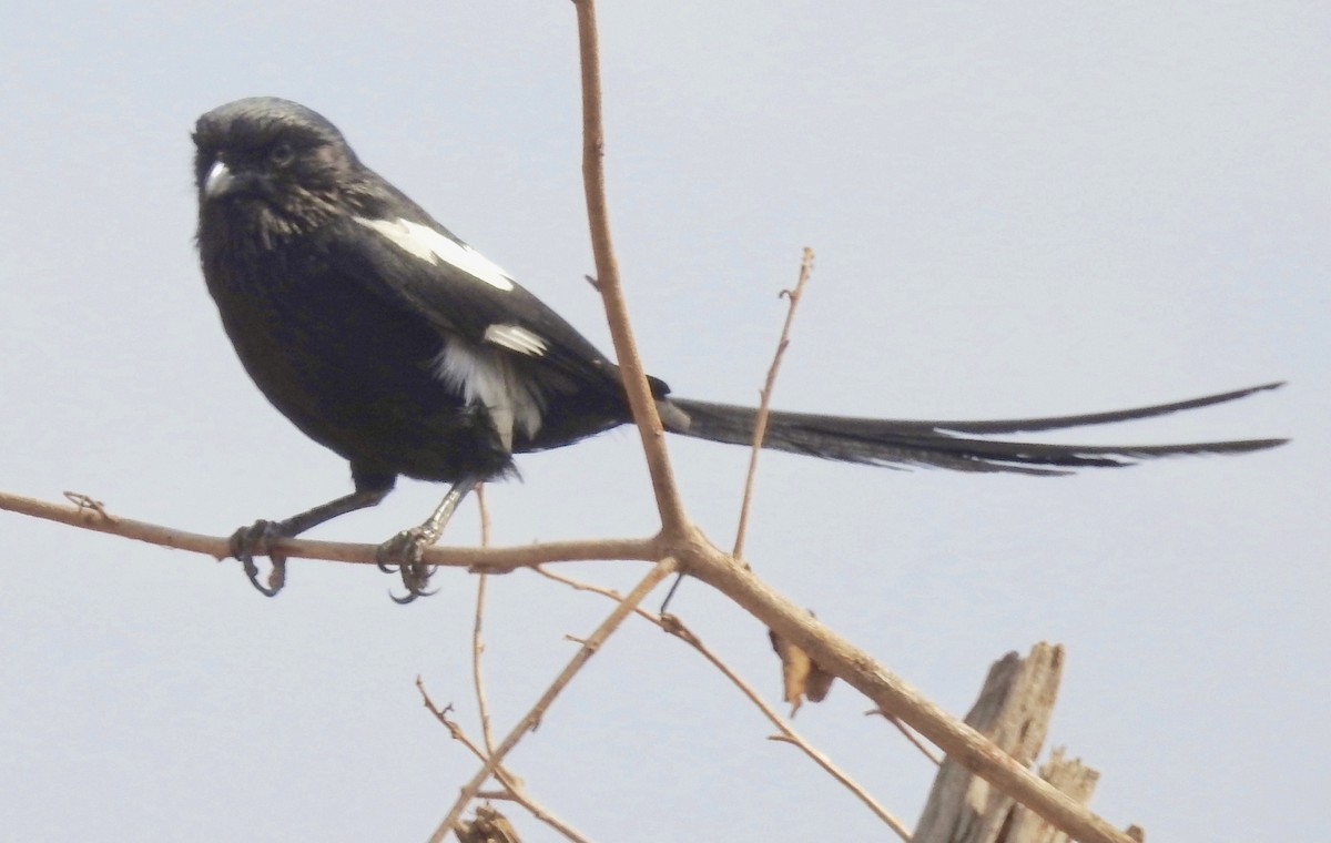 Magpie Shrike - ML339771061