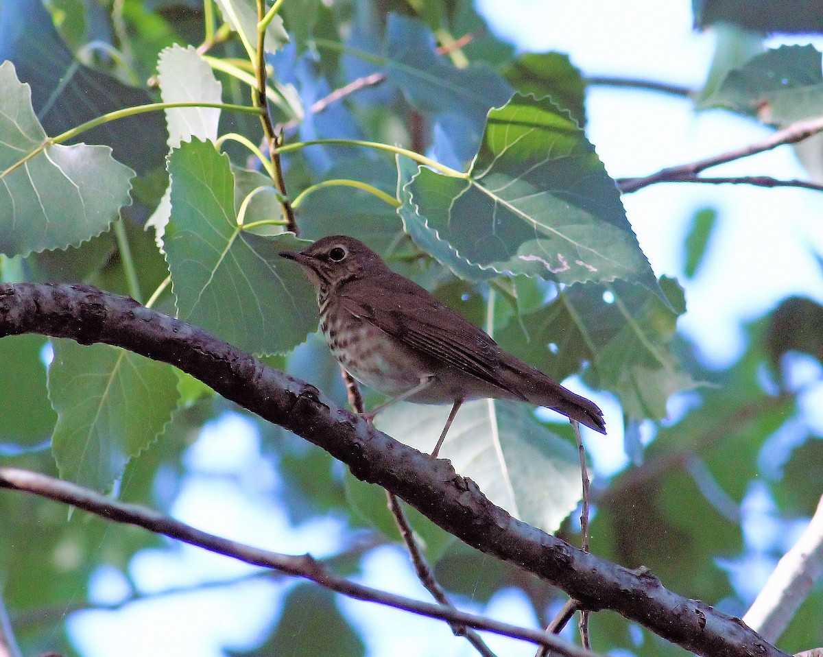 Swainson's Thrush - ML33977321