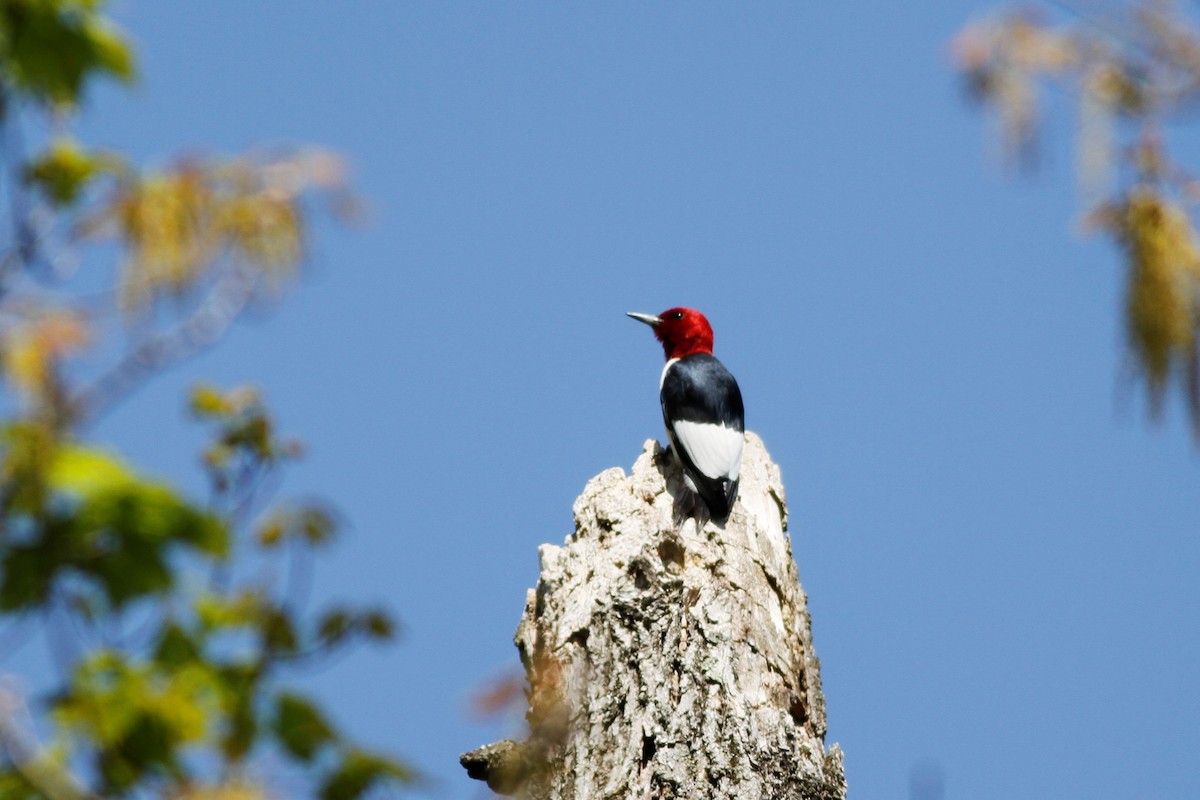 Red-headed Woodpecker - Jonathan DeBalko