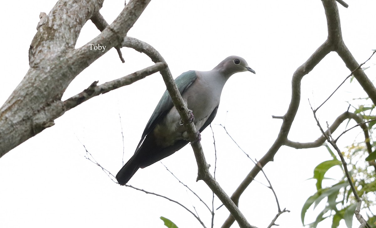 Green Imperial-Pigeon - ML339774121