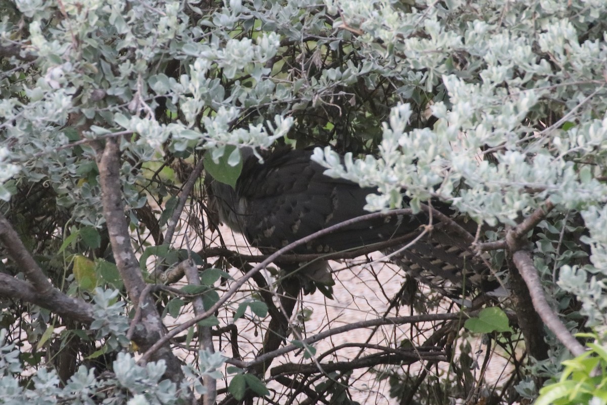 Channel-billed Cuckoo - ML339774301