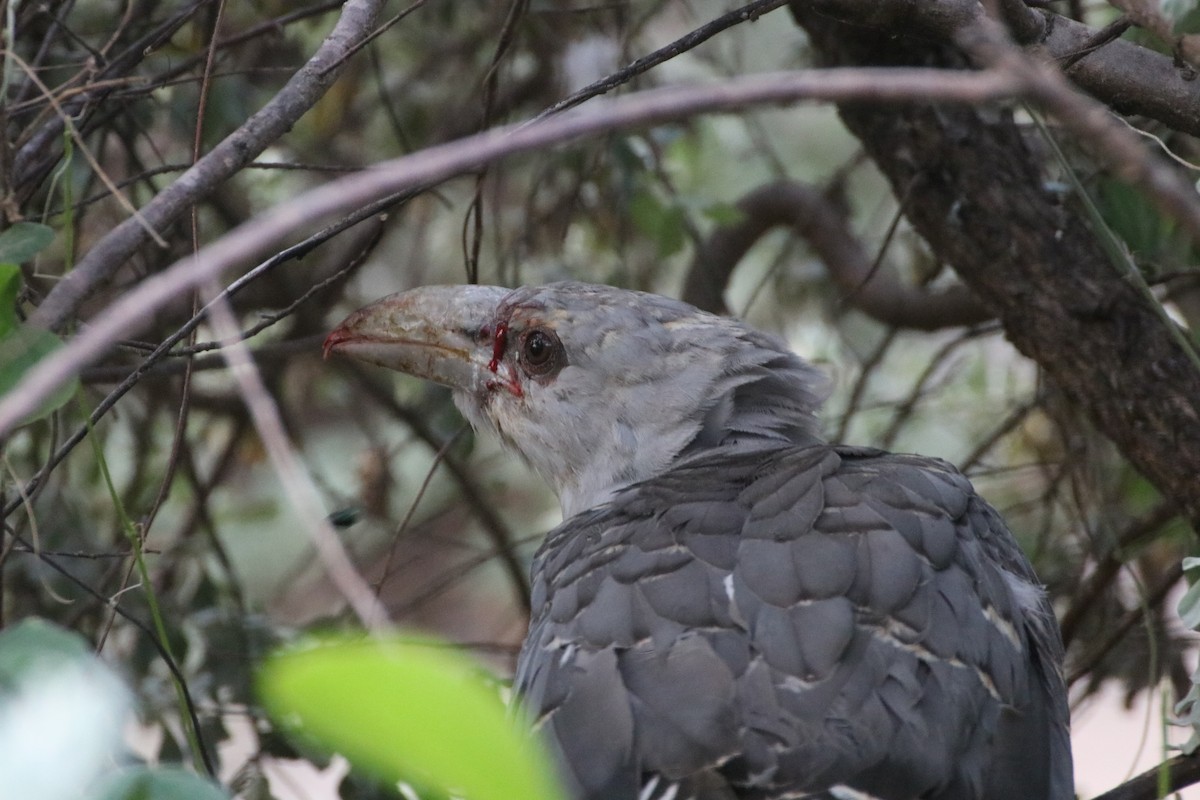 Channel-billed Cuckoo - ML339774531