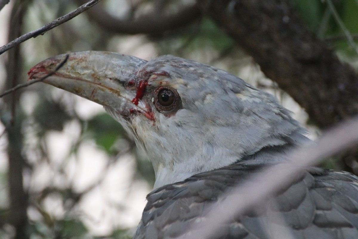 Channel-billed Cuckoo - ML339774551