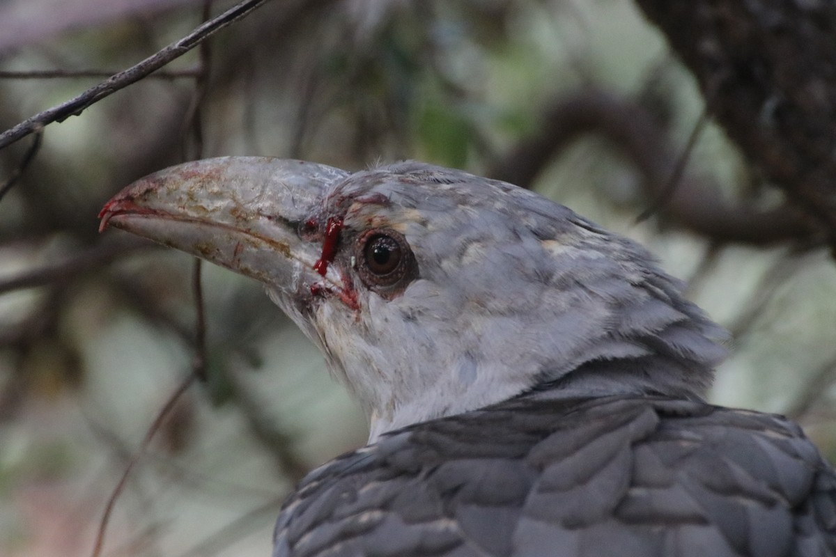 Channel-billed Cuckoo - ML339774571