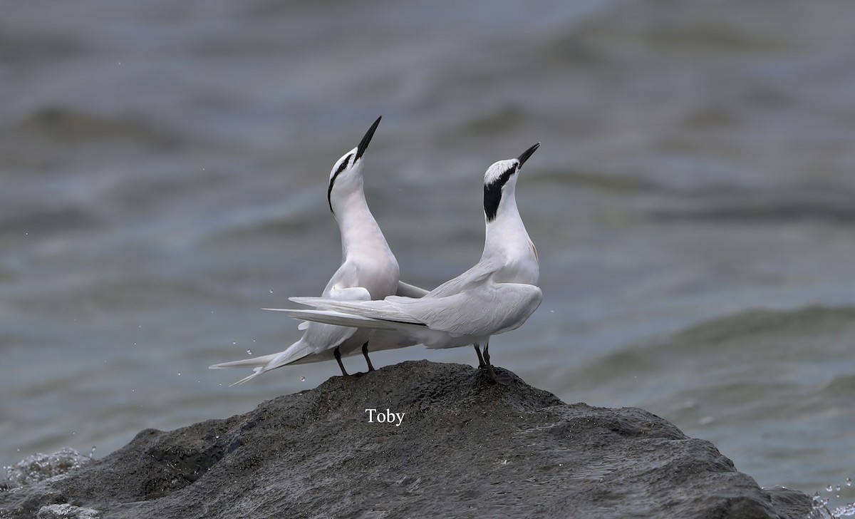 Black-naped Tern - Trung Buithanh