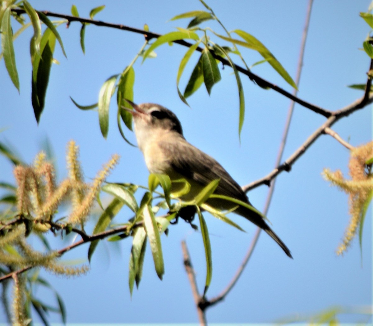 Warbling Vireo - ML339776271