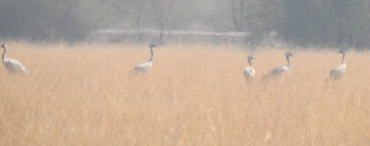 Common Crane - ML339776501