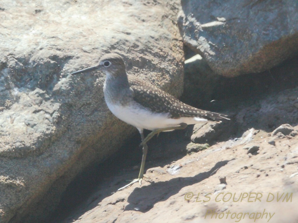 Solitary Sandpiper - ML33977681