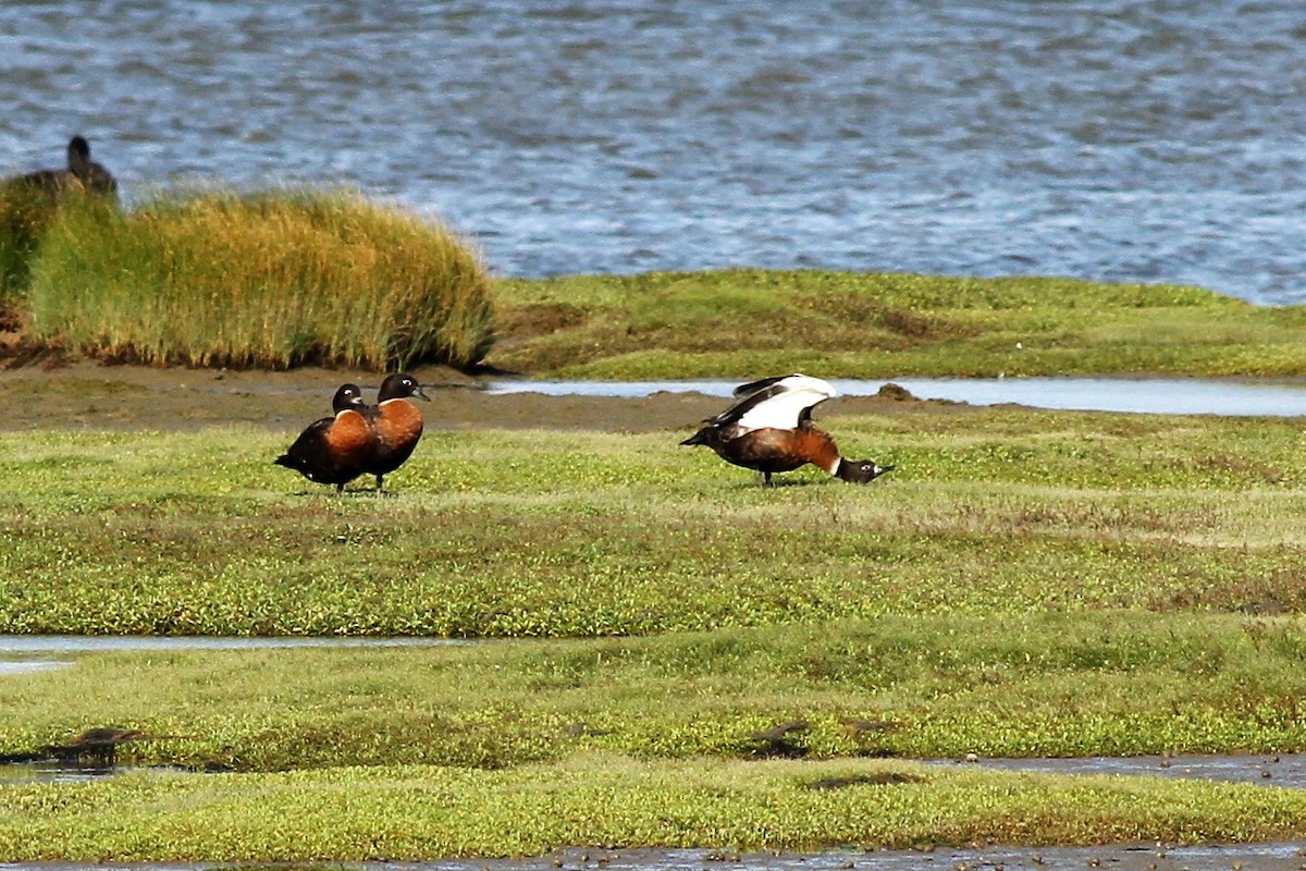 Australian Shelduck - ML339777491