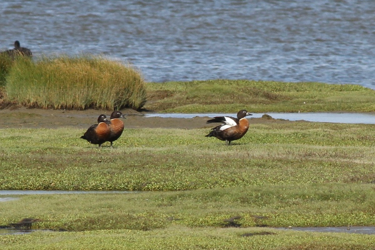 Australian Shelduck - ML339777521