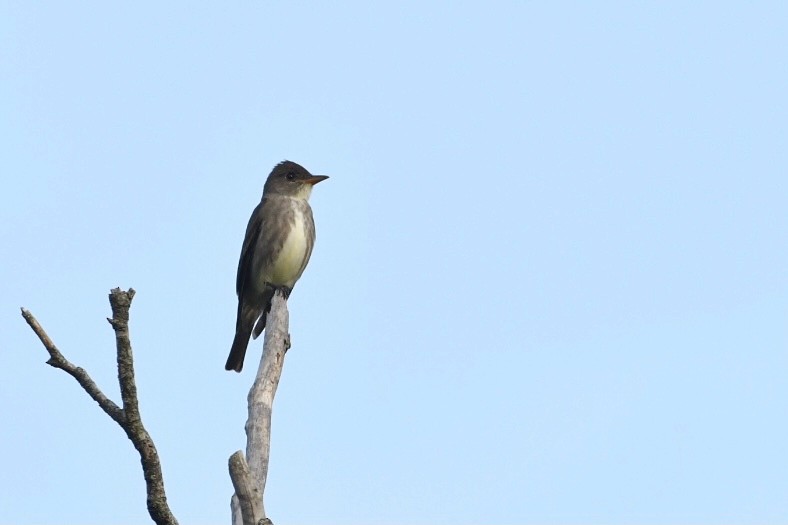 Olive-sided Flycatcher - ML339777861