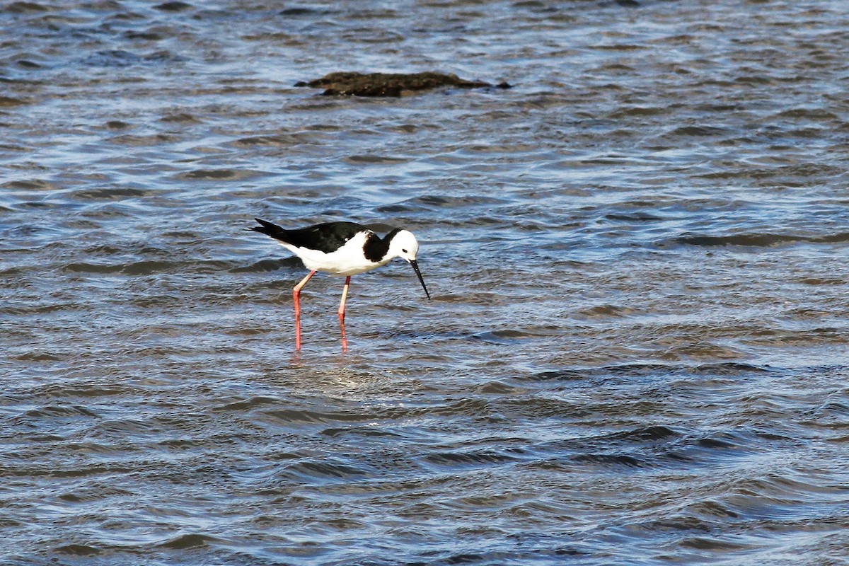 Pied Stilt - ML339778221