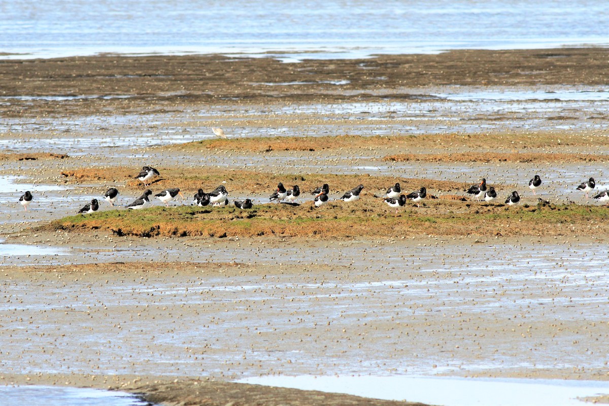 South Island Oystercatcher - ML339778361