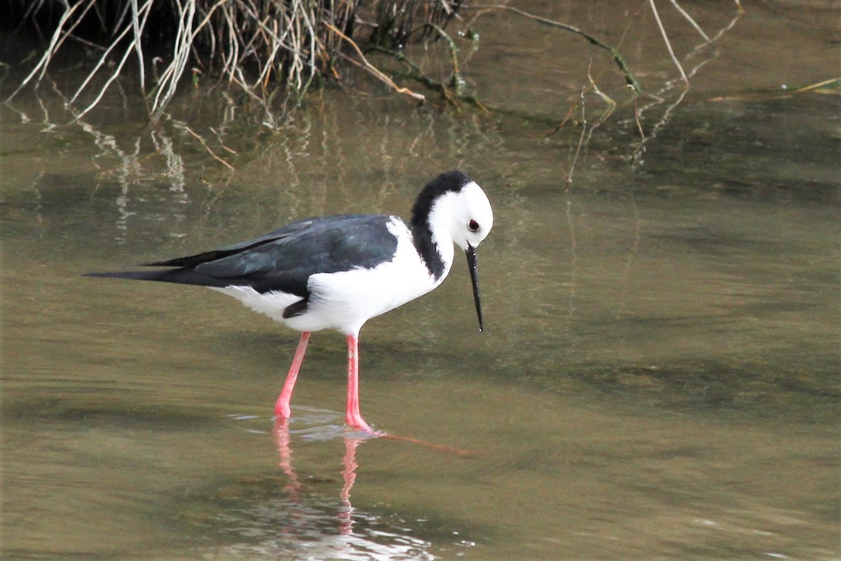 Pied Stilt - ML339778381