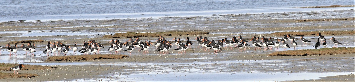 South Island Oystercatcher - ML339778391